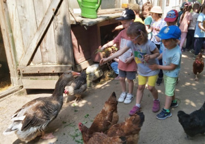 Dzieci karmią kury i gęś.