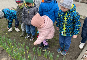 Grupa dzieci przygląda się kwitnącym na przedszkolnej działce żonkilom.