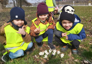 Troje chłopców kuca obok kwitnących białych krokusów.
