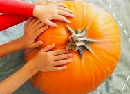 "LOGO HULANKI" - Motylki