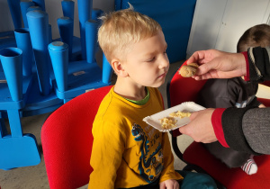 Chłopiec wącha korzeń imbiru.