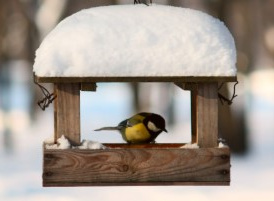 Projekt "Dokarmiamy ptaki" - "Motylki"