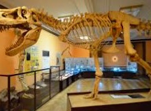 "Motylki" w Muzeum Ewolucji