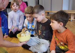 Dzieci oglądają 4 dniowe kurczaczki.