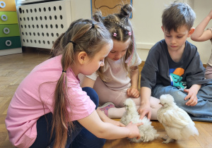 Dzieci oglądają i głaszczą kurczaczki.