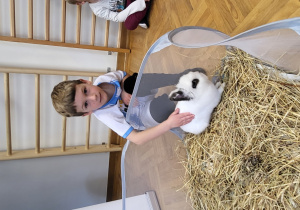 Chłopiec głaszcze królika Czesia.