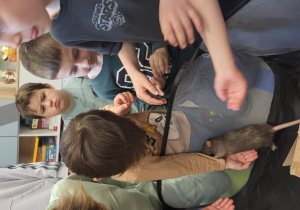 Chłopiec głaszcze szarego szczurka.