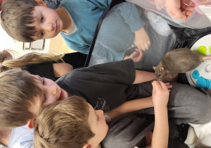 dwaj chłopcy głaszczą szarego szczurka.