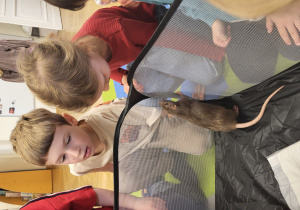 Dzieci obserwują zachowanie szczurka.