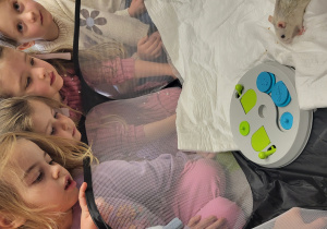 Dzieci bawią się ze szczurkiem jego zabawką.