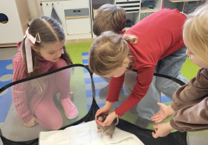 Dziewczynka głaszcze szczura w kojcu.