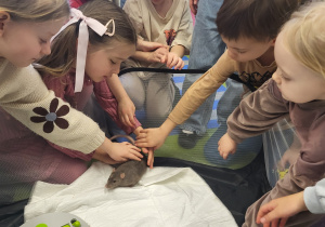 Dzieci głaszczą szarego szczurka.