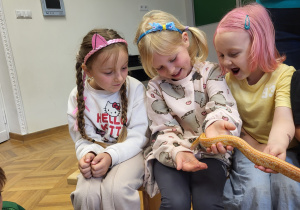 Dzieci oglądają węża zbożowego.